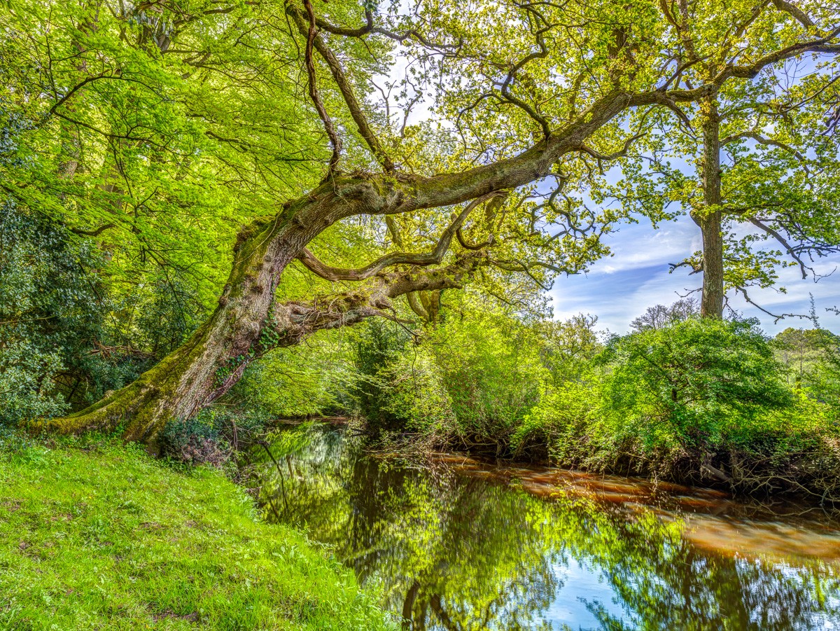 Konfiguration benutzen (Landschaft, Wald, Waldsee, See, Natur, Bäume, Idylle, Fotokunst, Wunschgröße,  Wohnzimmer, Treppenhaus, bunt)