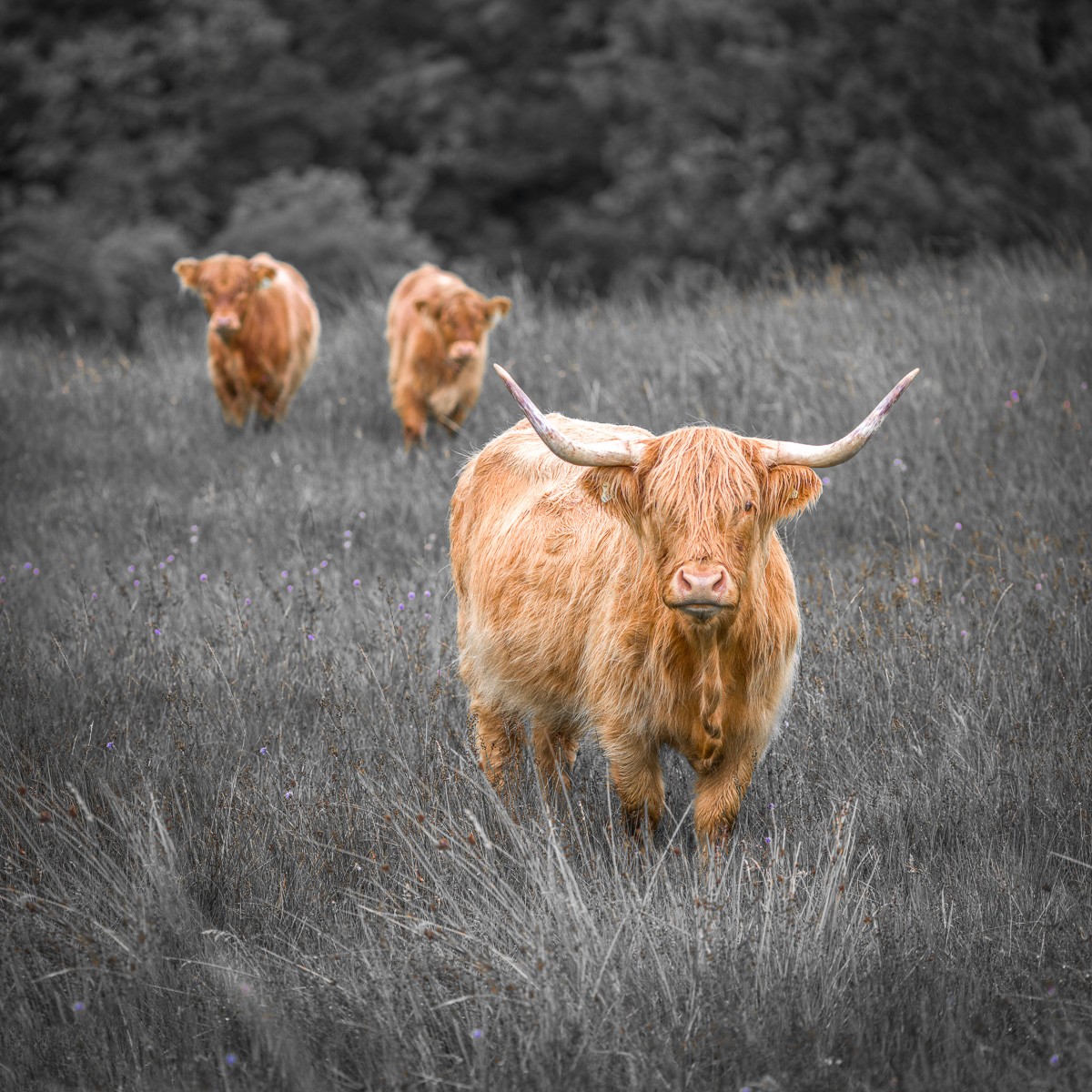 Konfiguration benutzen (Rinder, Hochlandrinder, Schottisch, Tiere, Nutztiere, Hörner, Landschaft, Wiese, Fotokunst, Colorspot, Wunschgröße, Wohnzimmer, Küche, Esszimmer, schwarz/weiß, braun)