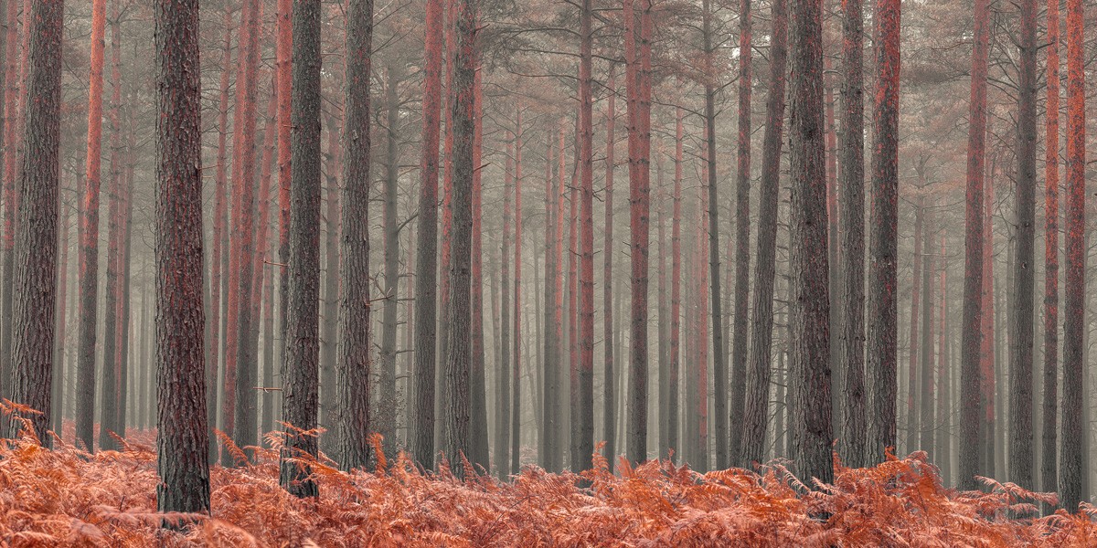 Konfiguration benutzen (Wald, Bäume, Baumstämme, Herbst, Jahreszeit, Dunst, Nebel, Wunschgröße, Fotokunst, Wohnzimmer, Treppenhaus,  bunt)