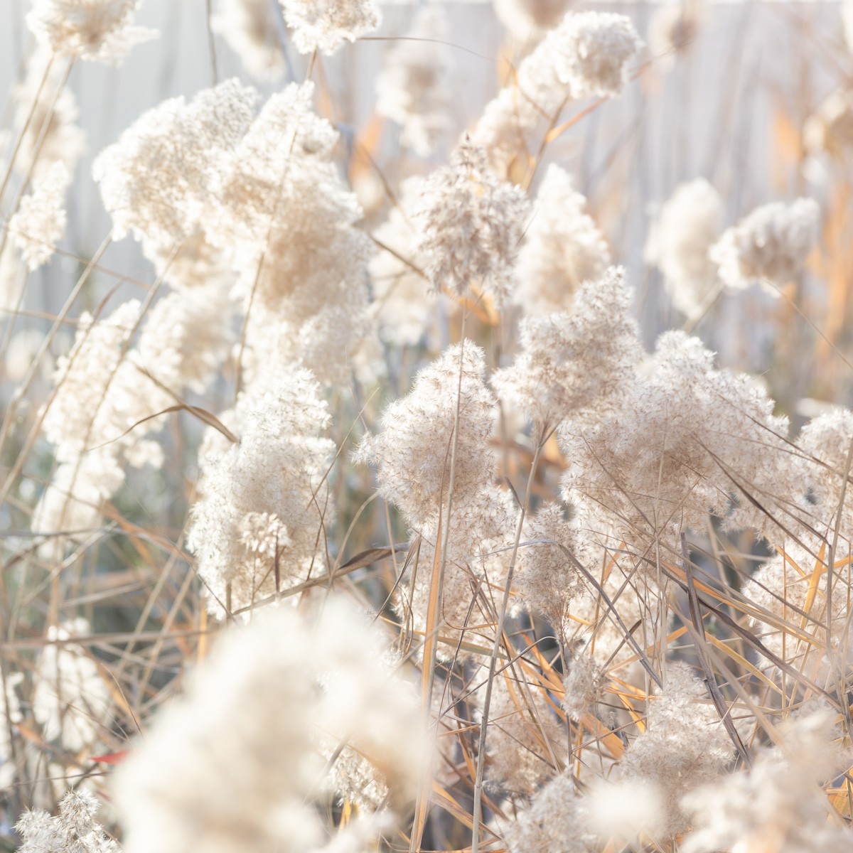 Konfiguration benutzen (Gras, Gräser, Reed, Schilf, Blüten, Botanik, Fotokunst, Nahaufnahme, Treppenhaus, Wohnzimmer,  Wunschgröße, bunt)