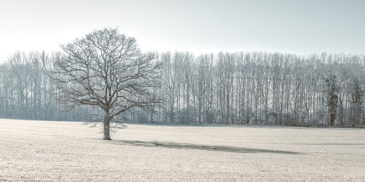 Konfiguration benutzen (Feld, Wiese, kahl, Baum, Bäume, Pappelreihe, Schatten, Wunschgröße, Fotokunst, Wohnzimmer, Treppenhaus, bunt)