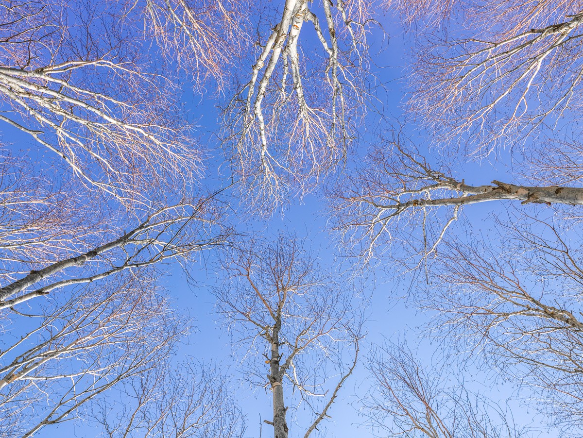 Konfiguration benutzen (Bäume, Birken, kahl, Untersicht, blauer Himmel, Perspektive, Wunschgröße, Fotokunst, Wohnzimmer, Treppenhaus, bunt)
