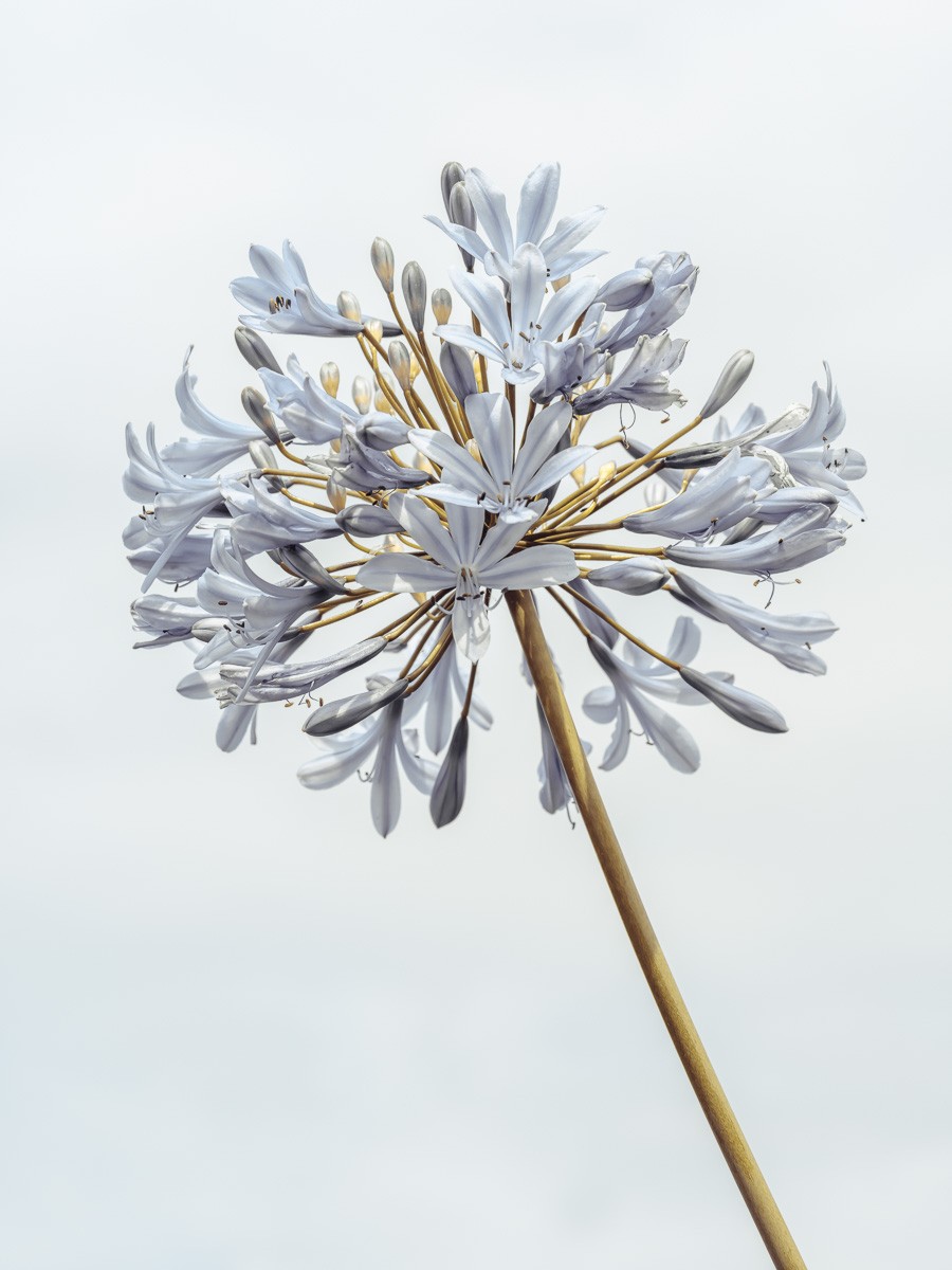 Konfiguration benutzen (Blüten, Knospen, Lilien, Untersicht, Botanik,  Fotokunst, Nahaufnahme, Treppenhaus, Wohnzimmer,  Wunschgröße, bunt)
