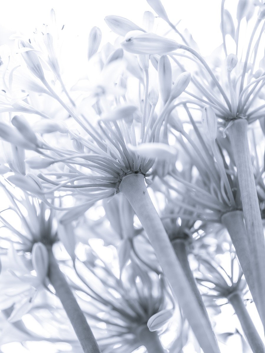 Konfiguration benutzen (Blüten, Knospen, Lilien, Untersicht, Botanik,  Fotokunst, Nahaufnahme, Treppenhaus, Wohnzimmer,  Wunschgröße, schwarz/weiß)