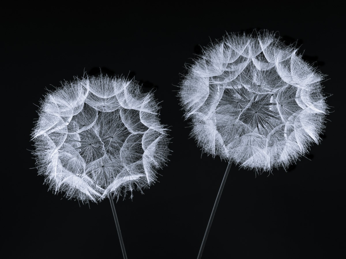 Konfiguration benutzen (Samen, Blumensamen, Pusteblumen, Löwenzahn, Fotokunst, Nahaufnahme, Treppenhaus, Wohnzimmer, Büro, Wunschgröße, schwarz/weiß)