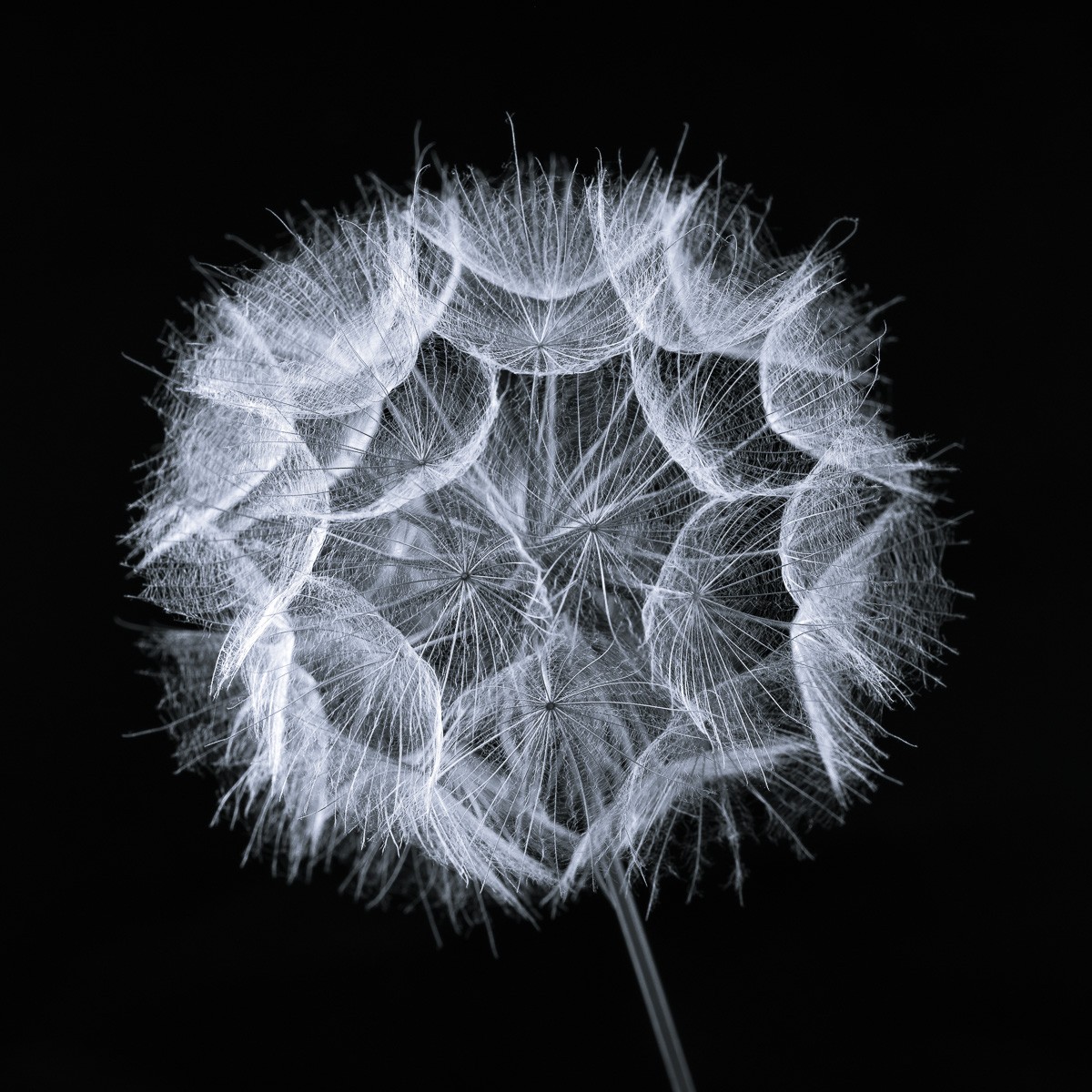 Konfiguration benutzen (Pflanzen, Pusteblume, Botanik, Nahaufname, Natur, Kontrast, Wunschgröße, Fotokunst, Wohnzimmer, Treppenhaus, Esszimmer, schwarz, weiß)