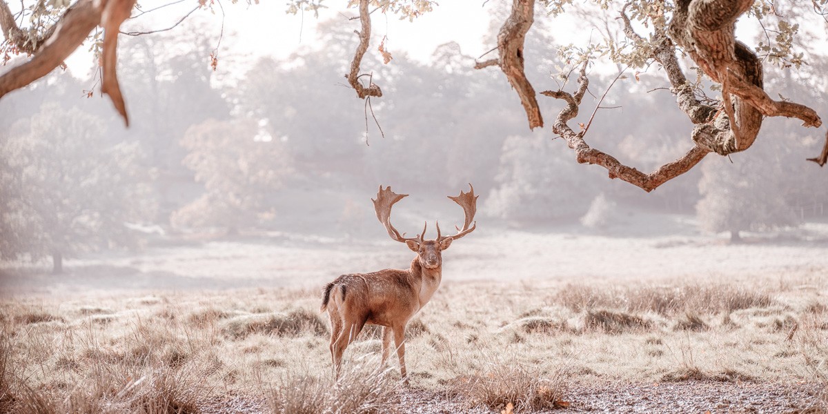 Konfiguration benutzen (Feld, Hirsch, Dammhirsch, Geweih,  Wild, Tiere,  majestätisch, Äste, knorrig,  Wunschgröße, Fotokunst, Wohnzimmer, Treppenhaus, bunt)