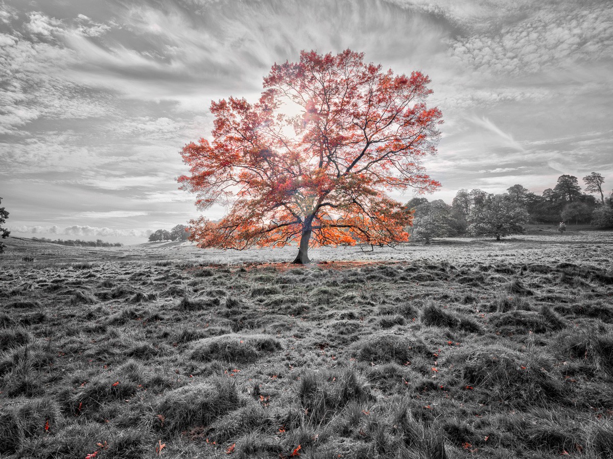 Konfiguration benutzen (Feld, Wiese, Herbst, Jahreszeit, Baum, majestätisch, Himmel, Wolken, dramatisch,  Wunschgröße, Fotokunst, Colorspot, Wohnzimmer, Treppenhaus, schwarz/weiß, gold)