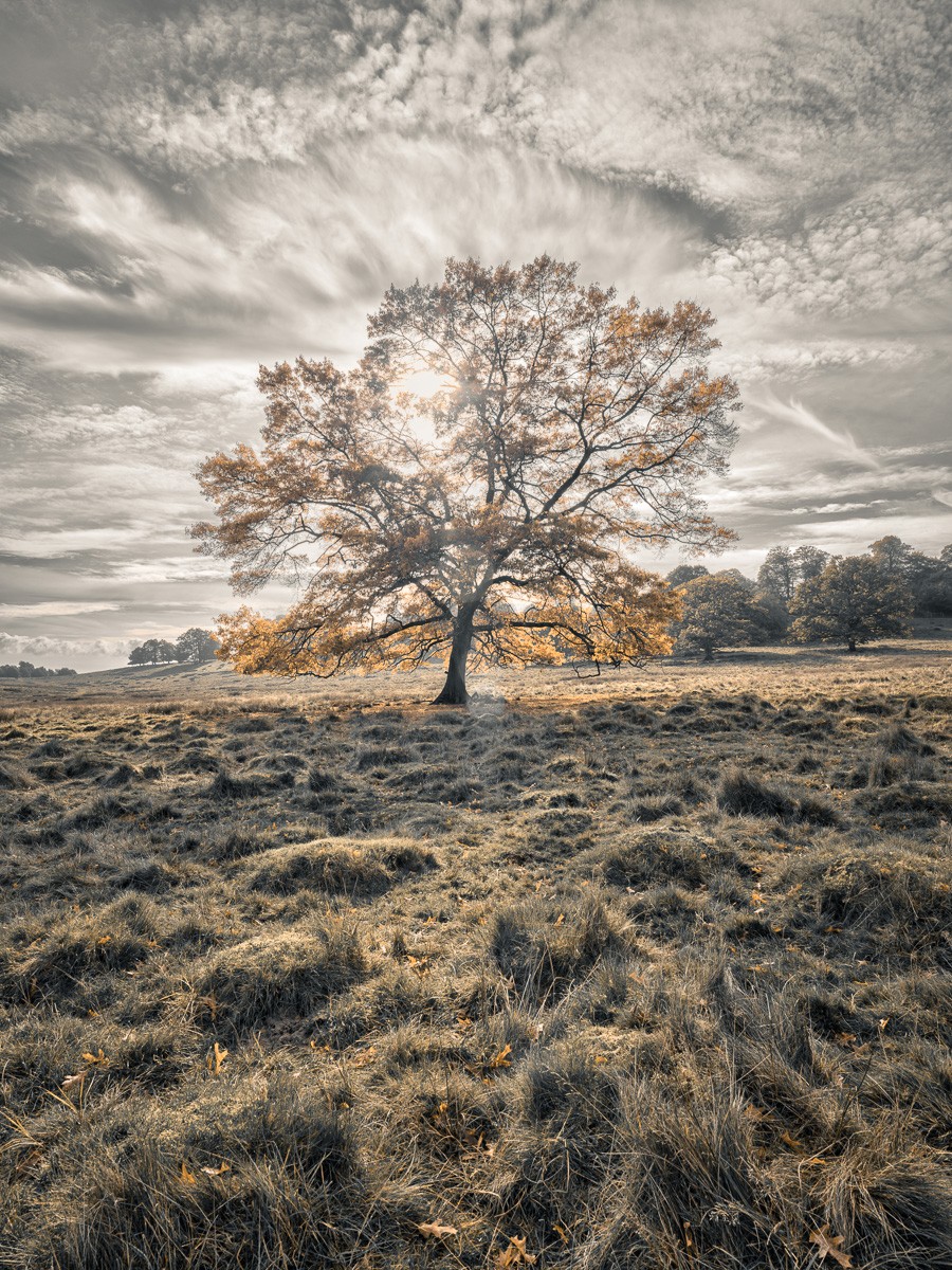 Konfiguration benutzen (Feld, Wiese, Herbst, Jahreszeit, Baum, majestätisch, Himmel, Wolken, dramatisch,  Wunschgröße, Fotokunst, Wohnzimmer, Treppenhaus, bunt)