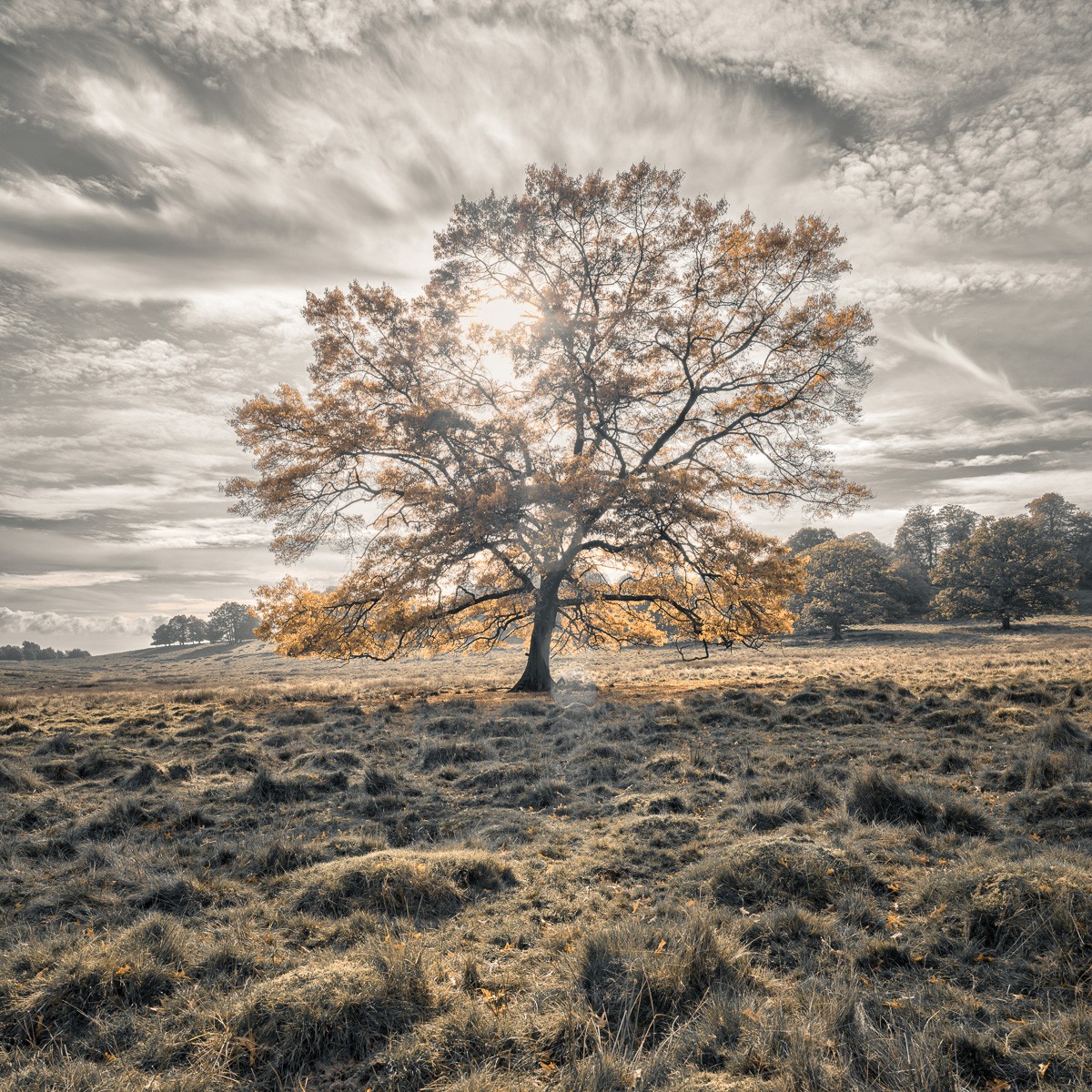 Konfiguration benutzen (Feld, Wiese, Herbst, Jahreszeit, Baum, majestätisch, Himmel, Wolken, dramatisch,  Wunschgröße, Fotokunst, Wohnzimmer, Treppenhaus, bunt)