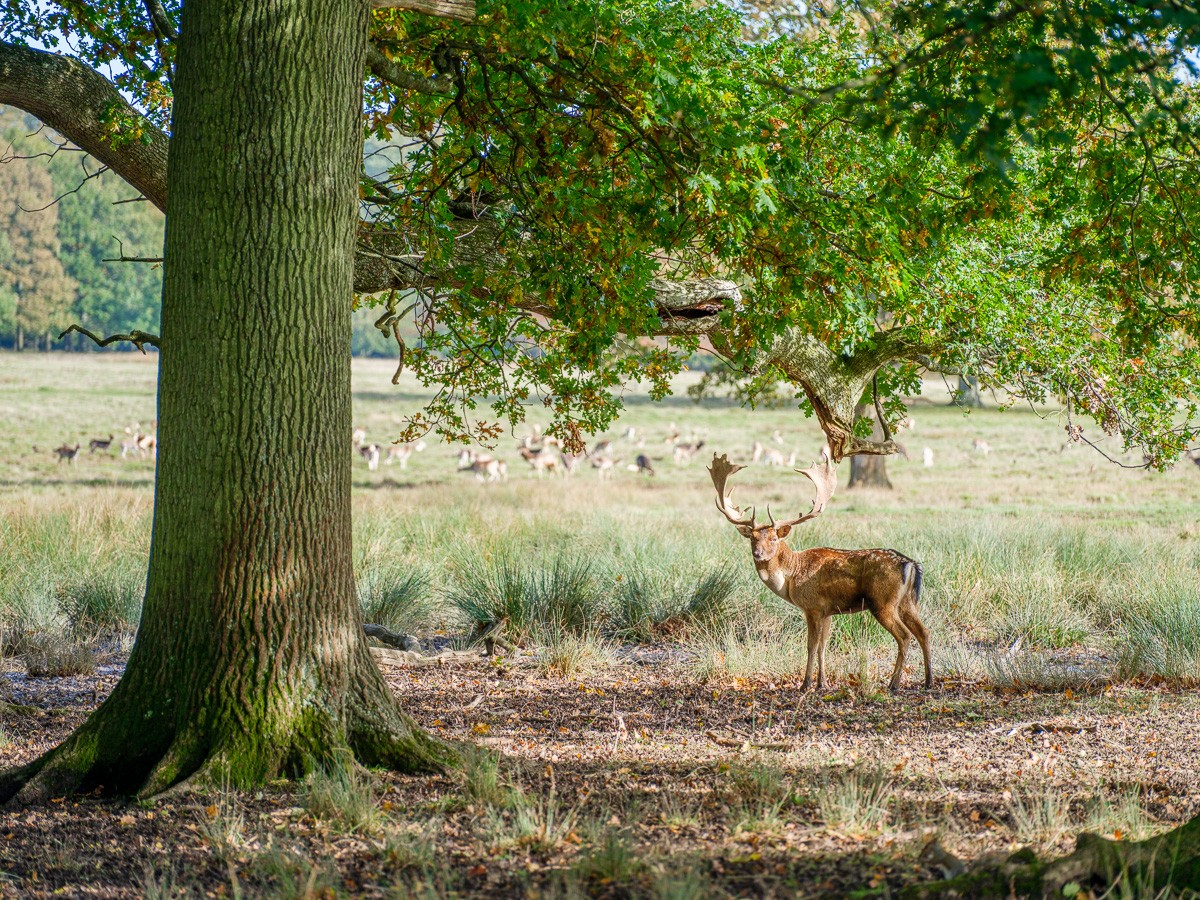 Konfiguration benutzen (Wiese, Baum, Hirsch, Dammhirsch, Geweih,  Wild, Tiere, majestätisch,   Wunschgröße, Fotokunst, Wohnzimmer, Treppenhaus, bunt)