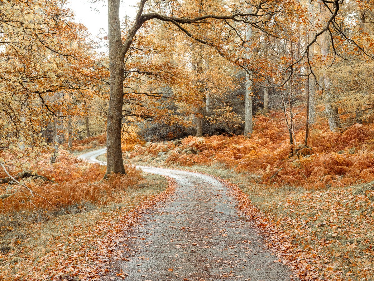 Konfiguration benutzen (Landschaft, Wald, Waldweg, Herbst, Jahreszeit, Wunschgröße, Fotografie, Wohnzimmer, Treppenhaus, bunt)