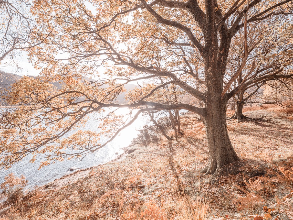 Konfiguration benutzen (Landschaft, See, Baum, Herbst, Jahreszeit, Wunschgröße, Fotokunst, Wohnzimmer, Treppenhaus, bunt)