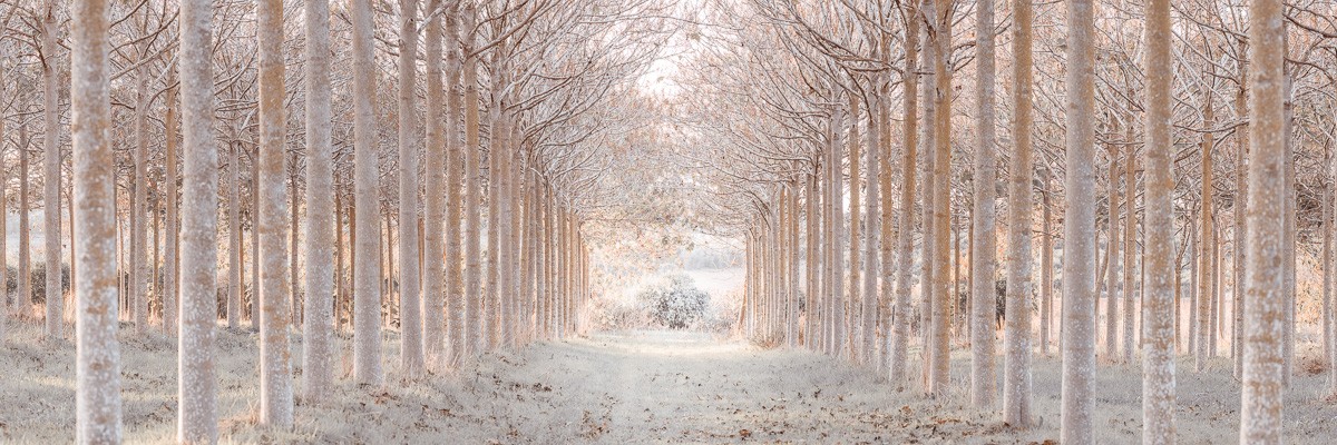 Konfiguration benutzen (Wald, Birken, Bäume, kahl, Winter, Jahreszeit, Stille, Waldweg, Wunschgröße, Fotokunst, Wohnzimmer, Treppenhaus, bunt)