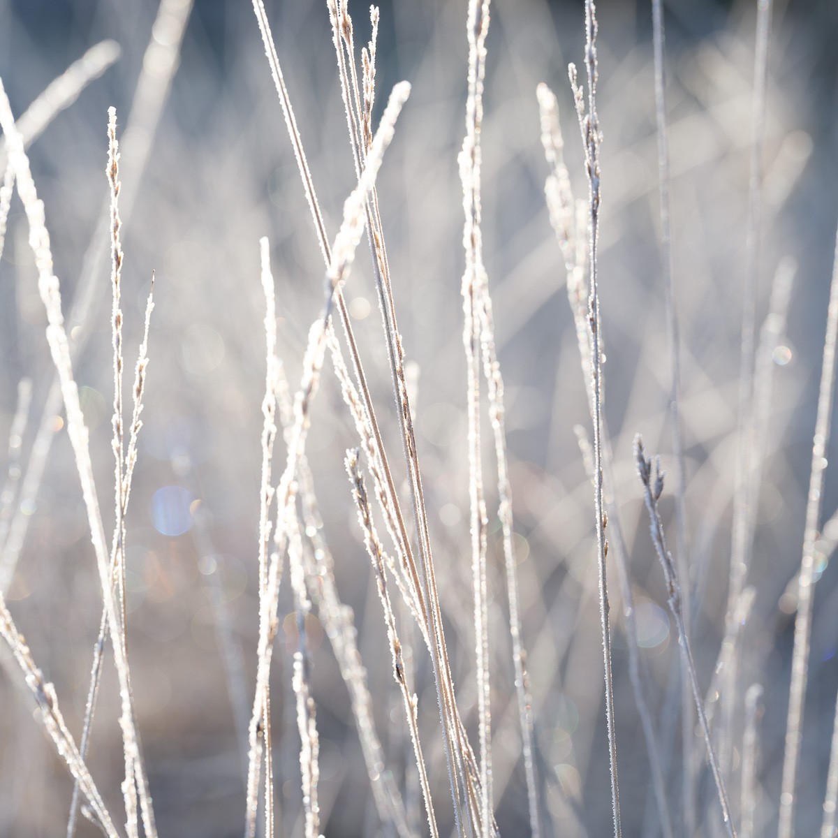 Konfiguration benutzen (Winter, Pflanzen, Grashalme, Nahaufname, Frost, Raureif, Eiskristalle, Natur, Wunschgröße, Fotokunst, Wohnzimmer, Treppenhaus, grau/beige)