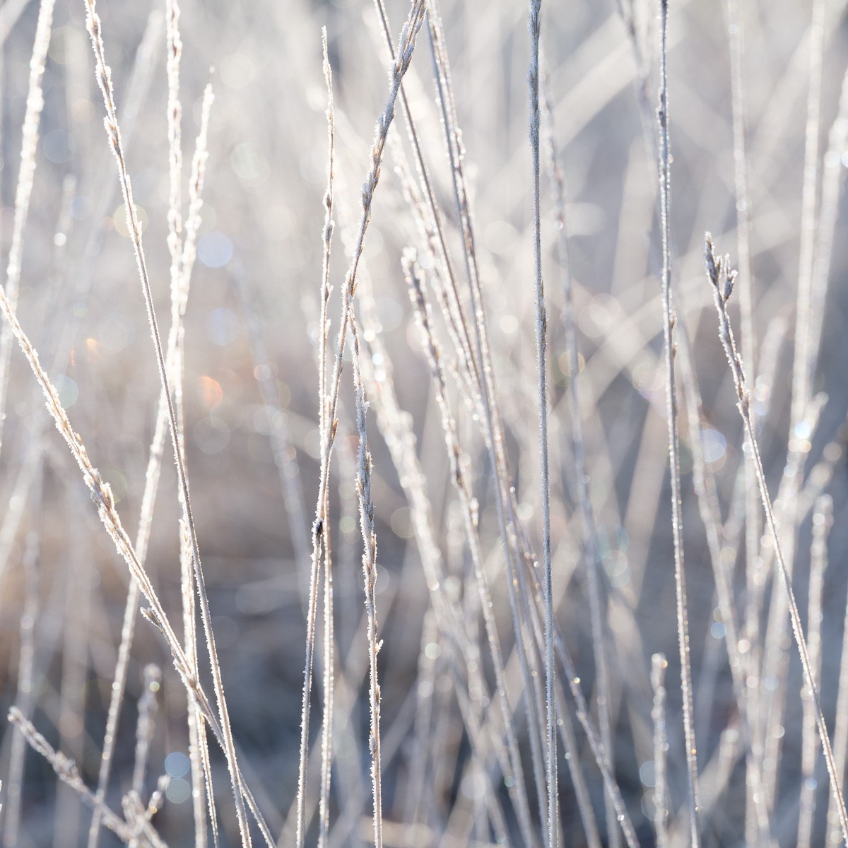 Konfiguration benutzen (Winter, Pflanzen, Grashalme, Nahaufname, Frost, Raureif, Eiskristalle, Natur, Wunschgröße, Fotokunst, Wohnzimmer, Treppenhaus, grau/beige)