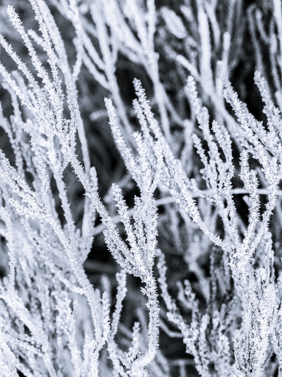 Konfiguration benutzen (Winter, Pflanzen, Nahaufname, Frost, Eiskristalle, Raureif, Natur, Wunschgröße, Fotokunst, Wohnzimmer, Treppenhaus, schwarz/weiß)