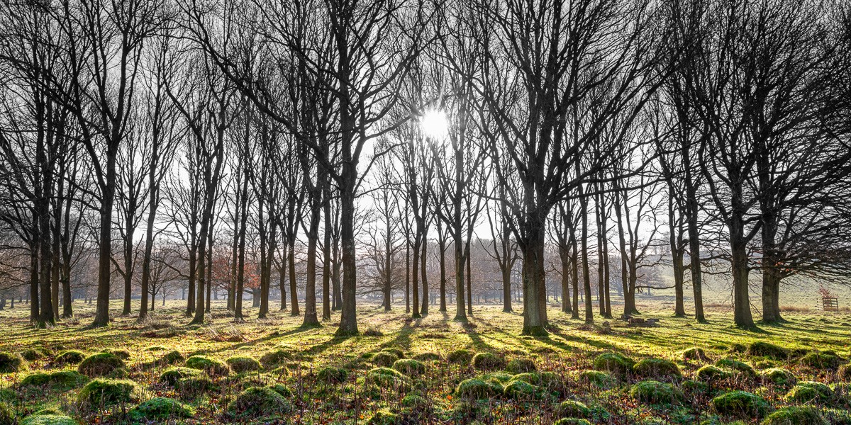 Konfiguration benutzen (Wald, Bäume, kahl, Moos, Sonnenstrahlen, Stille, Ruhe, Wunschgröße, Fotokunst, Wohnzimmer, Treppenhaus, bunt)