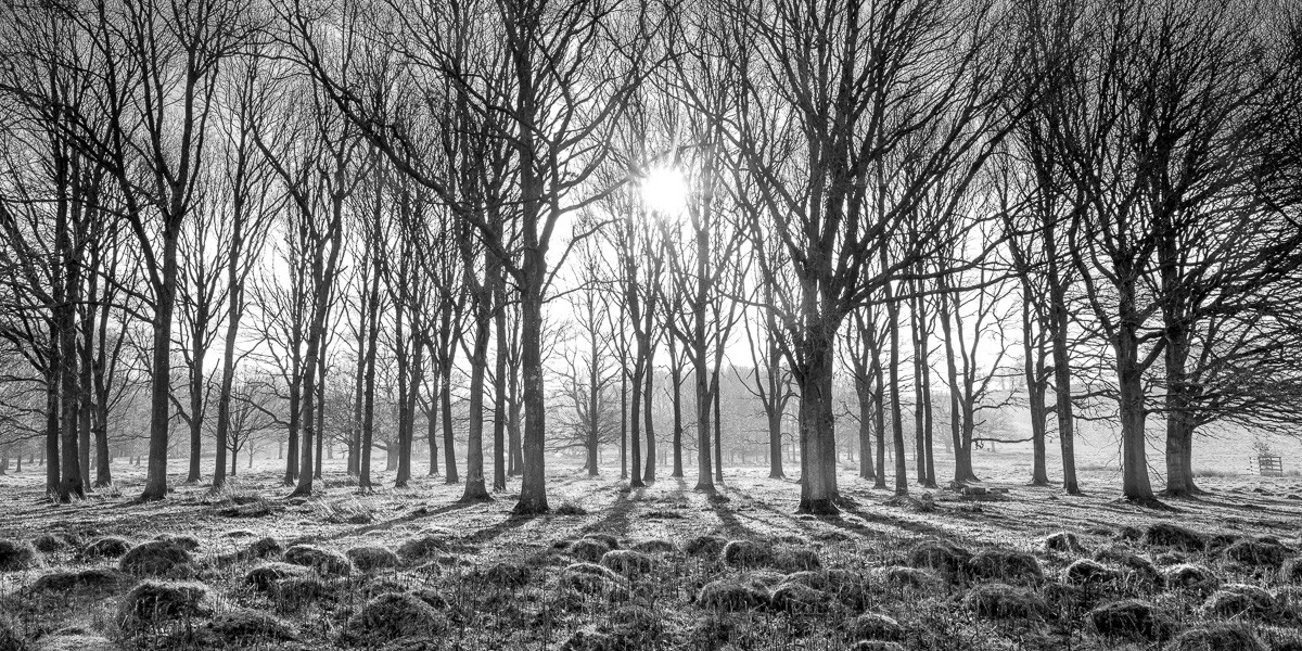 Konfiguration benutzen (Wald, Bäume, kahl, Moos, Sonnenstrahlen, Stille, Ruhe, Wunschgröße, Fotokunst, Wohnzimmer, Treppenhaus, schwarz/weiß)