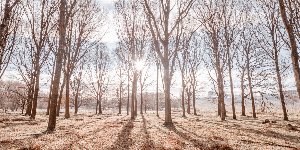 Konfiguration benutzen (Wald, Bäume, kahl, Herbst, Stille, Sonnnstrahlen, Wunschgröße, Fotokunst, Wohnzimmer, Treppenhaus, bunt)