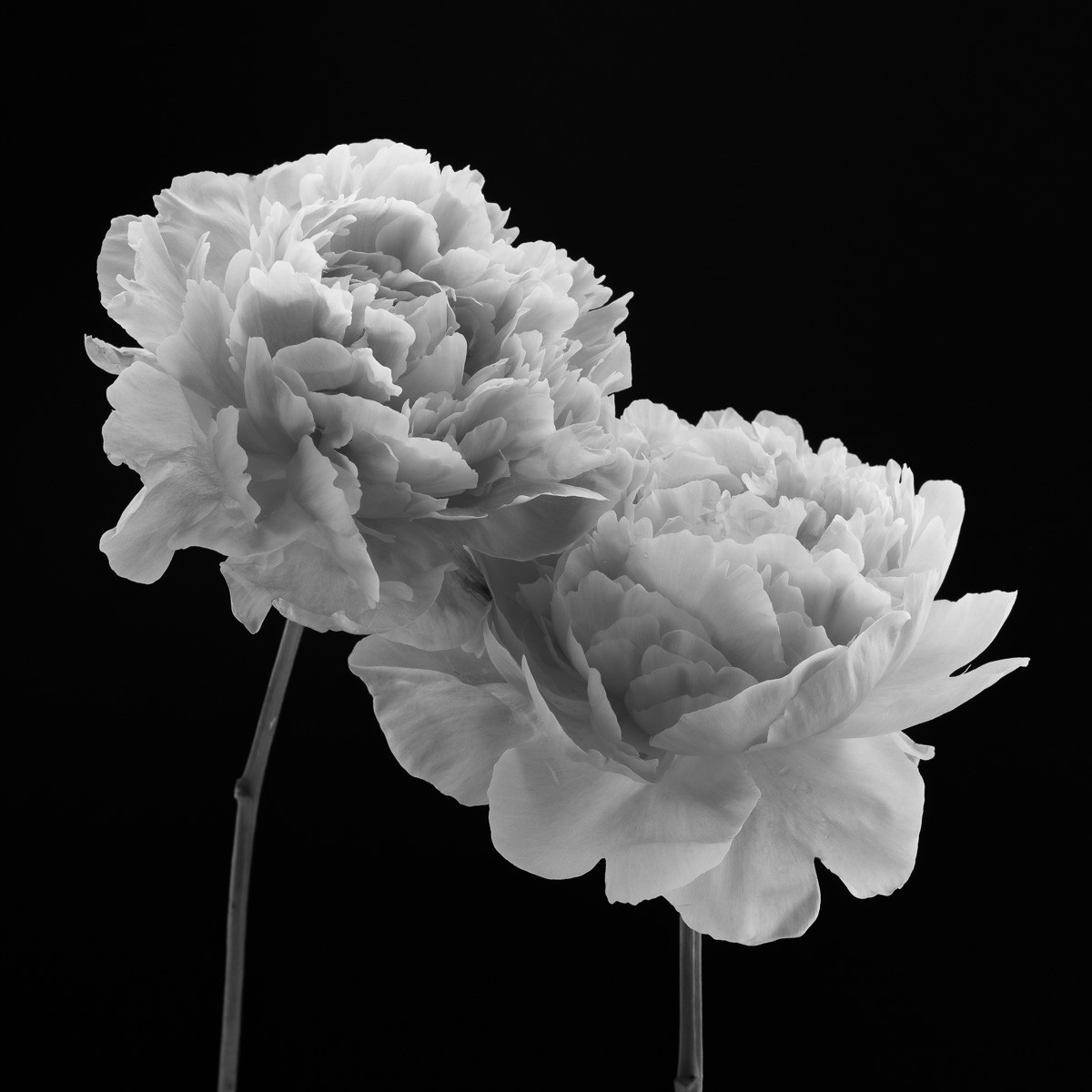 Konfiguration benutzen (Pflanzen, Pfingstrosen, Botanik, Nahaufname, Natur, Kontrast, Wunschgröße, Fotokunst, Wohnzimmer, Treppenhaus, Esszimmer, schwarz, weiß)