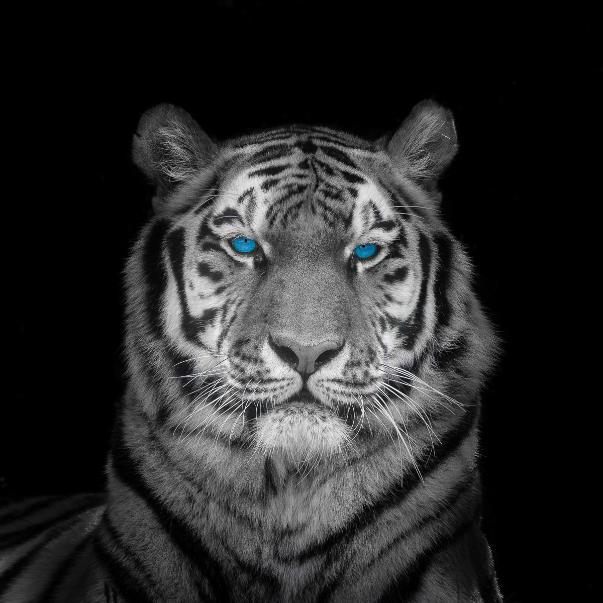 Konfiguration benutzen (Tiger, Raubkatze, Raubtier, Tierportrait, blaue Augen, Colourspot, Wunschgröße, Fotokunst, Wohnzimmer, Treppenhaus, Jugendzimmer, schwarz/weiß, blau)