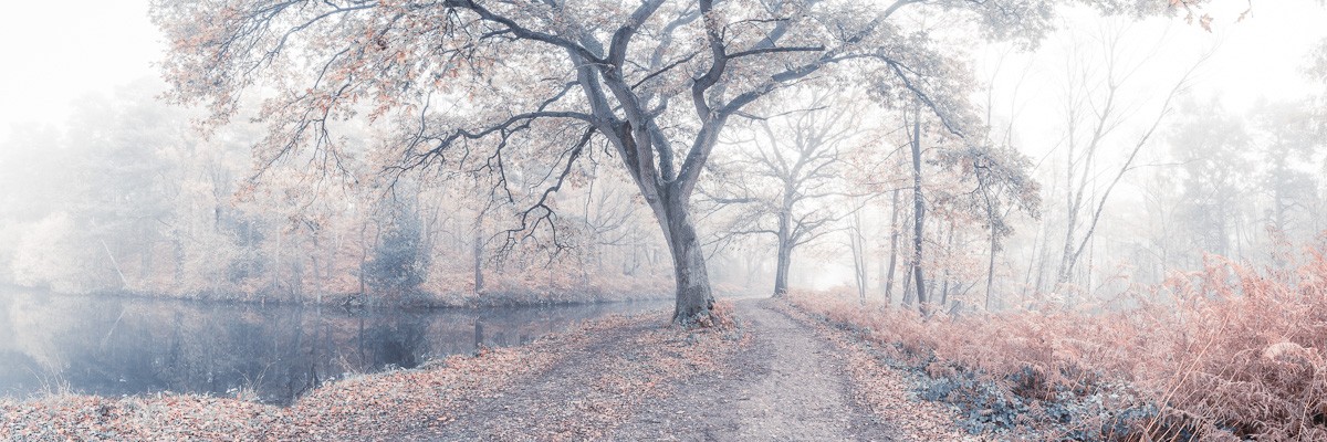 Konfiguration benutzen (Wald, Natur, Bäume, Wanderweg, Kanal, Landschaft, Herbst, Jahreszeit, Nebel, Dunst, Wunschgröße, Fotokunst, Wohnzimmer, Treppenhaus, bunt)