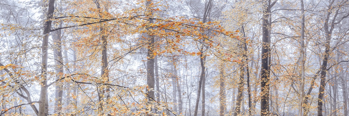 Konfiguration benutzen (Wald, Natur, Bäume,  Herbst, Jahreszeit, Nebel, Dunst, Wunschgröße, Fotokunst, Wohnzimmer, Treppenhaus, bunt)
