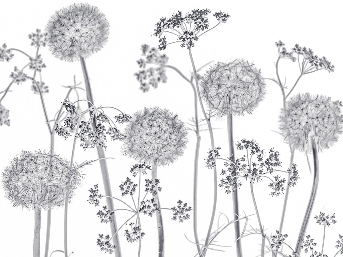 Konfiguration benutzen (Wiesenblumen, Pusteblumen, Botanik, Fotokunst, Treppenhaus, Wohnzimmer,  Wunschgröße, weiß/schwarz)