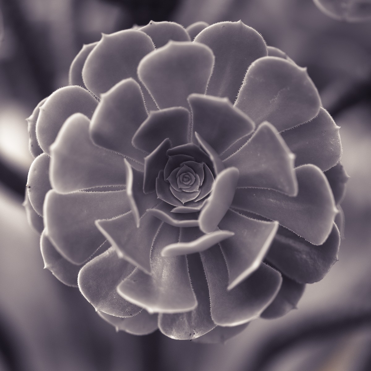 Konfiguration benutzen (Sukkulente, Dickblatt, Botanik, Fotografie, Nahaufnahme, Treppenhaus, Wohnzimmer,  Wunschgröße, schwarz/weiß)