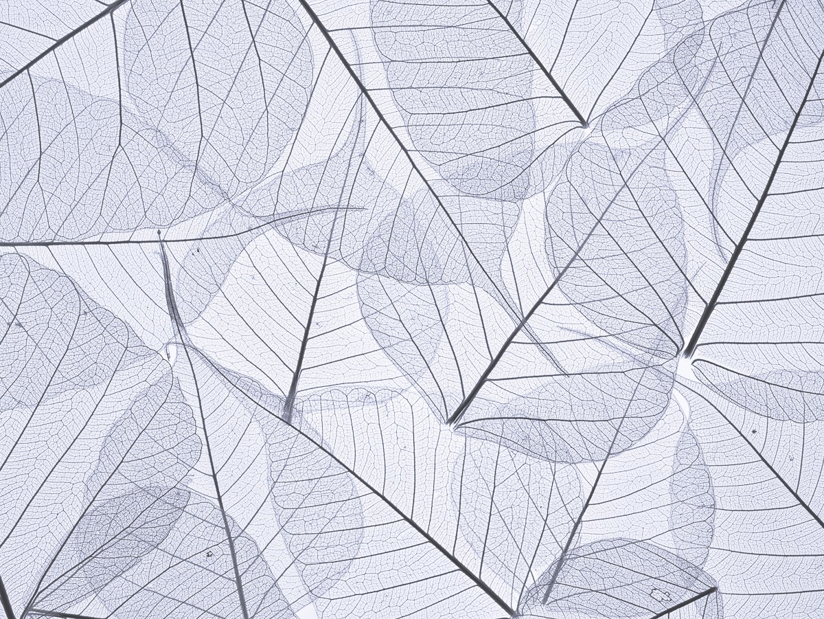 Konfiguration benutzen (Blätter, Blattrippen, transparent, filigran,  Wunschgröße, Fotokunst, Wohnzimmer, Treppenhaus, schwarz/weiß)