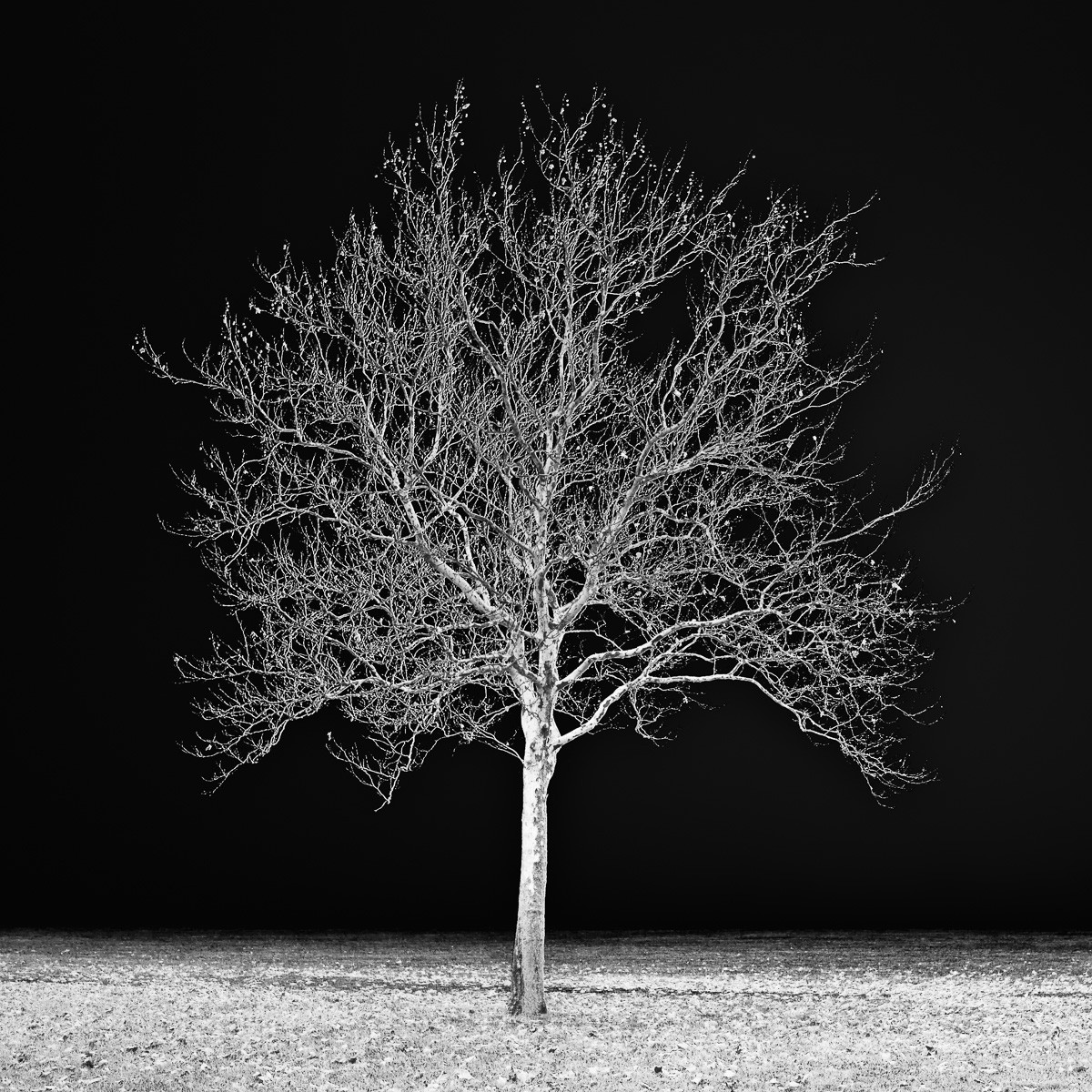 Konfiguration benutzen (Baum, Dunkelheit, Licht, Beleuchtung, Botanik, Fotografie, Nahaufnahme, Treppenhaus, Wohnzimmer,  Wunschgröße, schwarz/weiß)