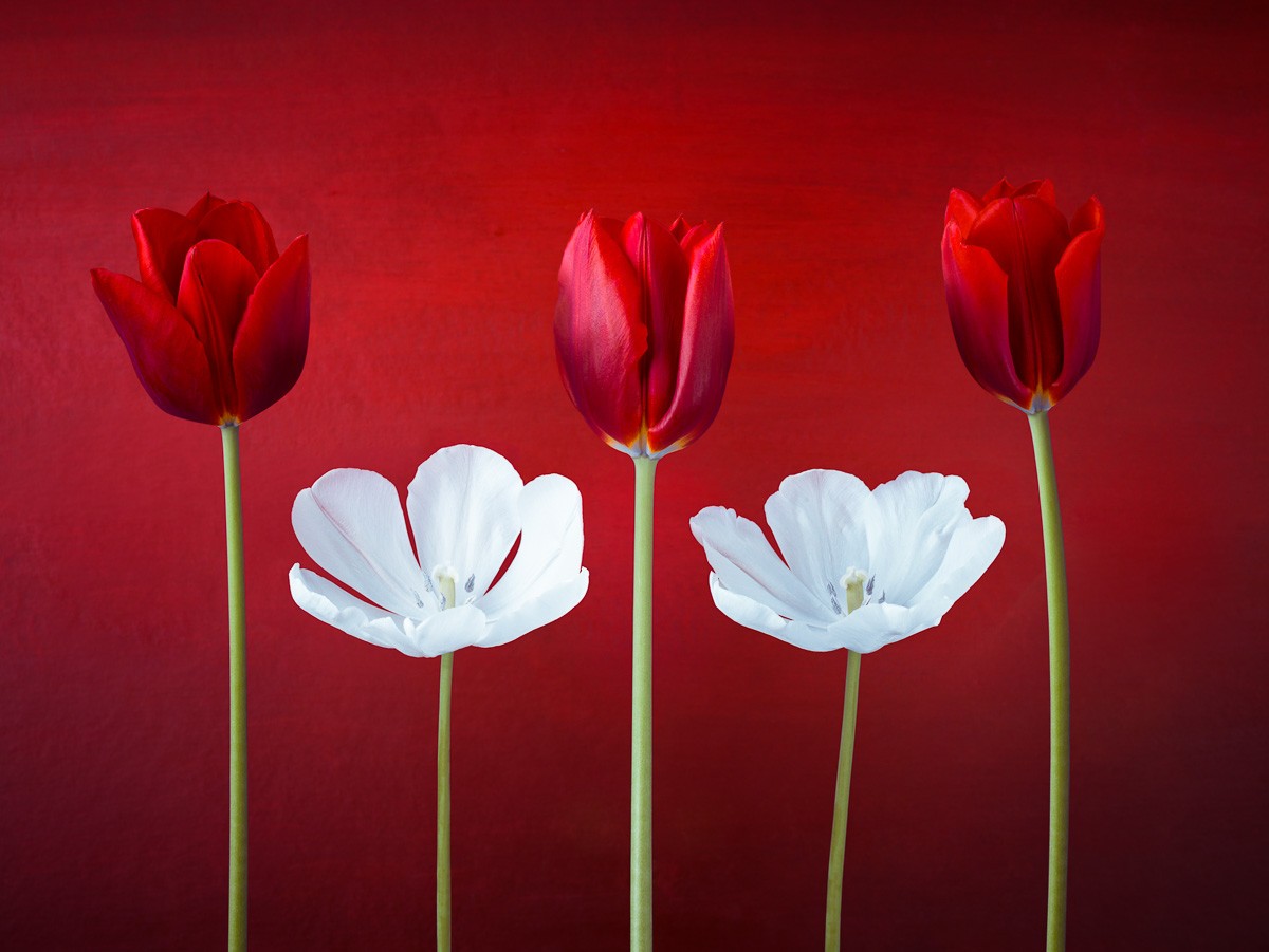 Konfiguration benutzen (Tulpen, Blüten, Blumen, Pflanzen, Botanik, Fotokunst, Wunschgröße, Wohnzimmer, Treppenhaus, rot/weiß)
