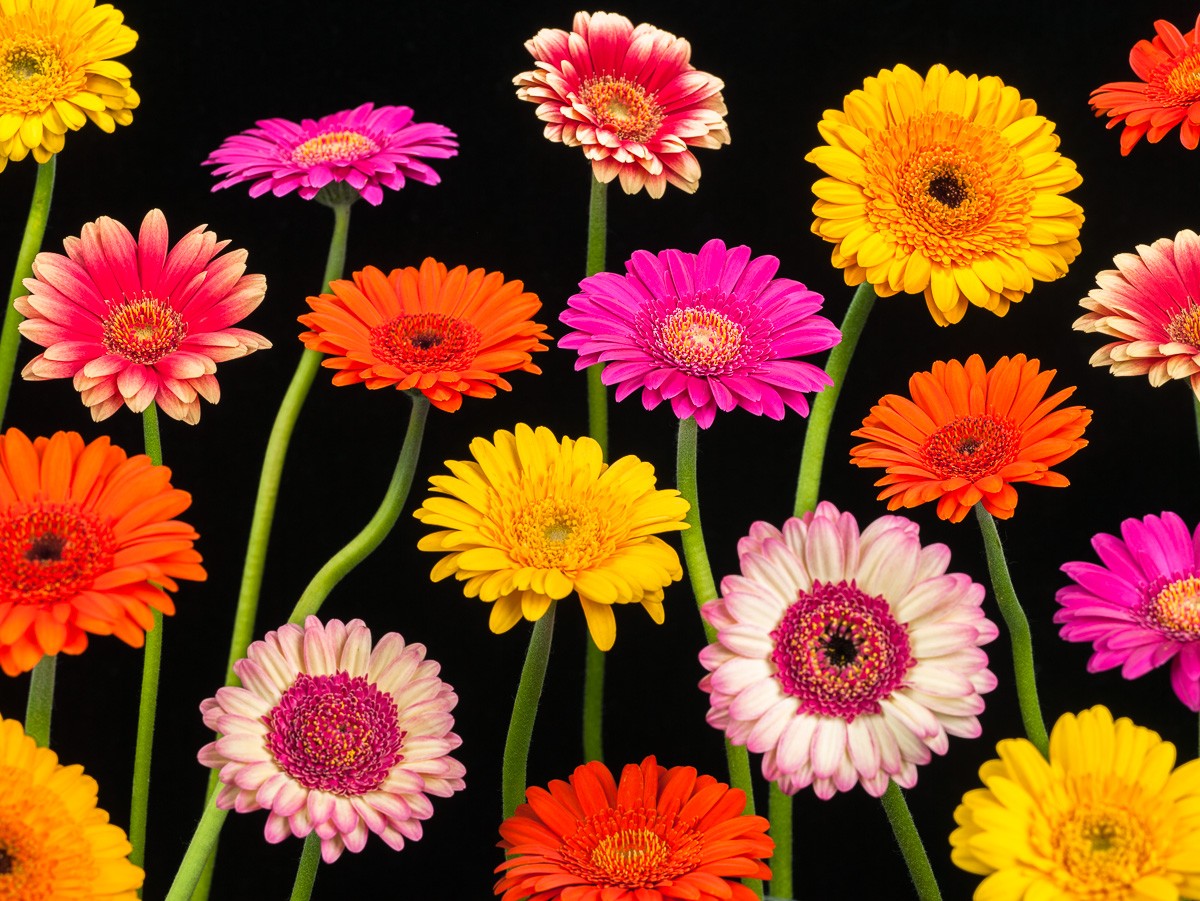 Konfiguration benutzen (Blumen, Blüten, Gerbera, floral, fröhlich, Fotokunst, Wunschgröße, Wohnzimmer, leuchtend, bunt)