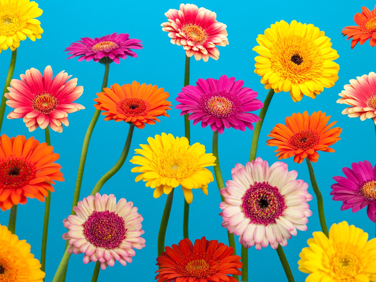 Konfiguration benutzen (Blumen, Blüten, Gerbera, floral, fröhlich, Sommer, Fotokunst, Wunschgröße, Wohnzimmer, leuchtend, bunt)