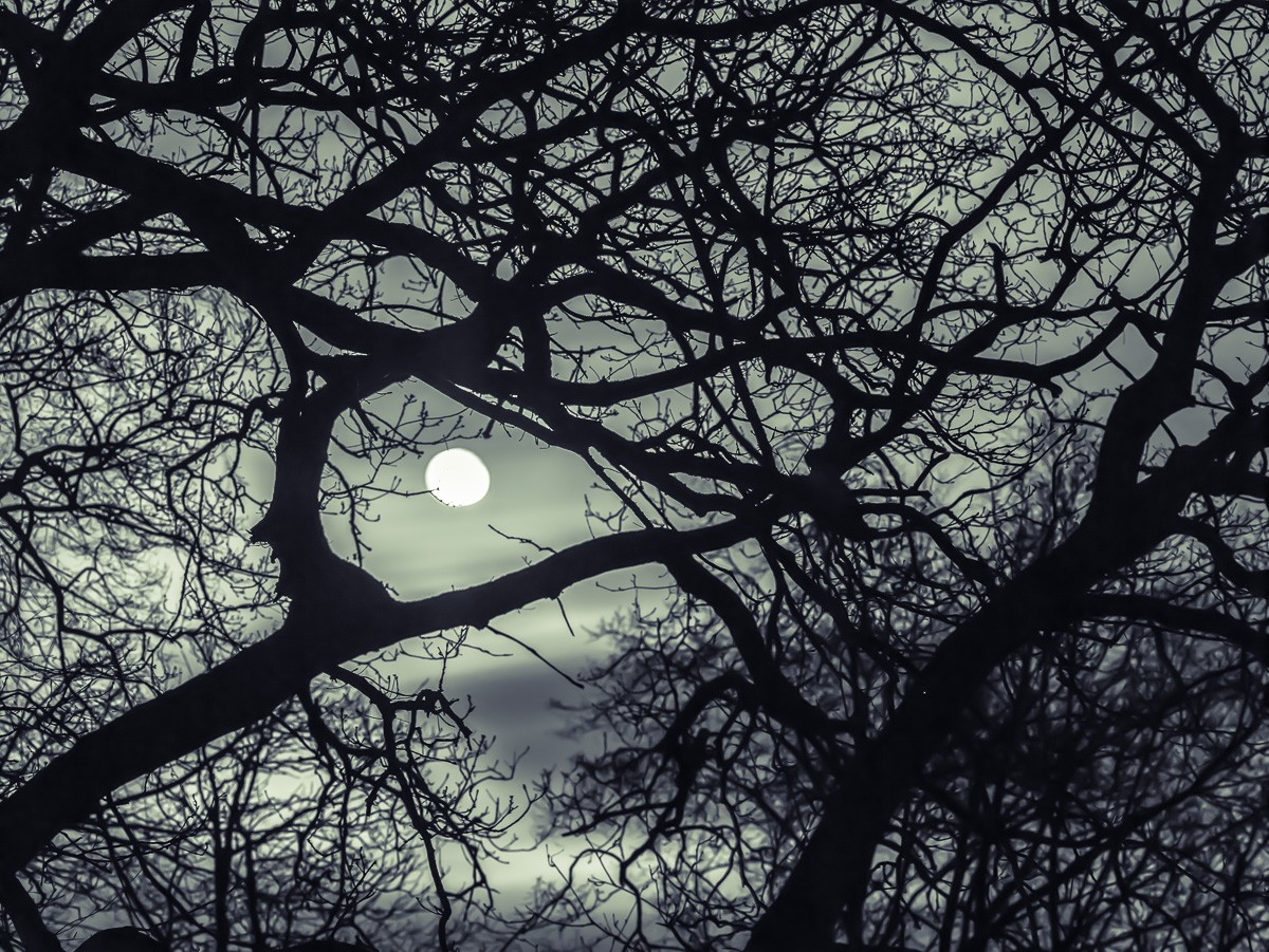 Konfiguration benutzen (Nachtszene, Baum, Äste, Zweige, Vollmond, Silhouetten, mystisch, Wunschgröße, Fotokunst, Schlafzimmer, schwarz/weiß)