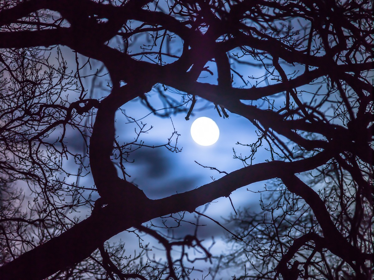 Konfiguration benutzen (Nachtszene, Baum, Äste, Zweige, Vollmond, Silhouetten, mystisch, Wunschgröße, Fotokunst, Schlafzimmer,)