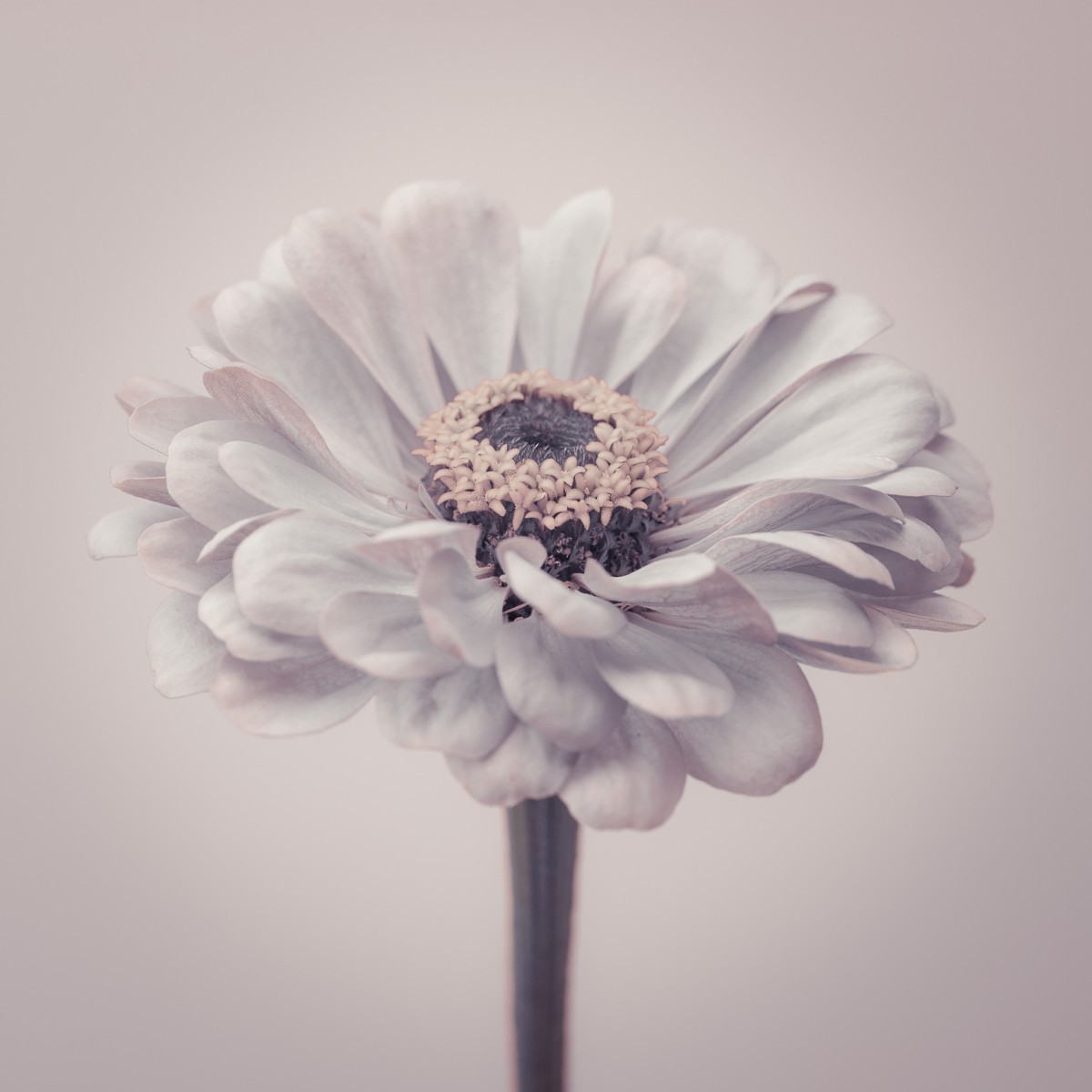 Konfiguration benutzen (Zinnie, Blume, Blüte, Pflanze, Botanik, Nahaufnahme, Wunschgröße, Fotokunst, Wohnzimmer, Treppenhaus, grau/weiß)