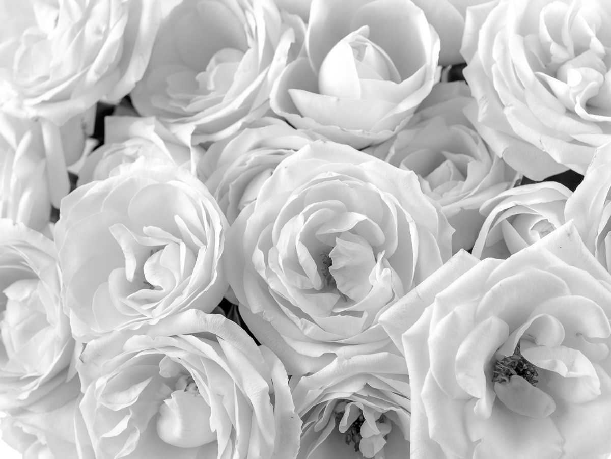 Konfiguration benutzen (Blumen, Blüten, Rosen, Blütenblätter, Wunschgröße, Fotokunst, Wohnzimmer, Treppenhaus, schwarz/weiß)