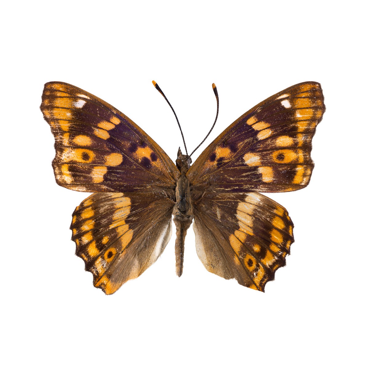 Konfiguration benutzen (Schmetterling, Insekt, Falter, Flügel, Tiere, Entomologie,  Wunschgröße, Fotokunst, Wohnzimmer, Treppenhaus,  bunt)