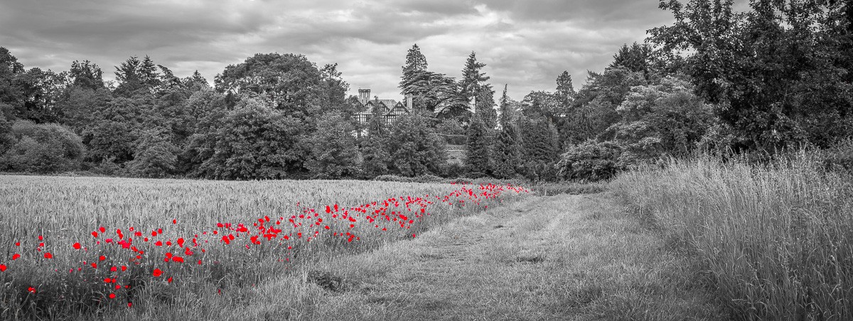 Konfiguration benutzen (Landschaft, Felder, Wiese, Bäume, Mohnblumen, Colorspot, Wunschgröße, Fotokunst, Wohnzimmer, Treppenhaus, schwarz/weiß, rot)