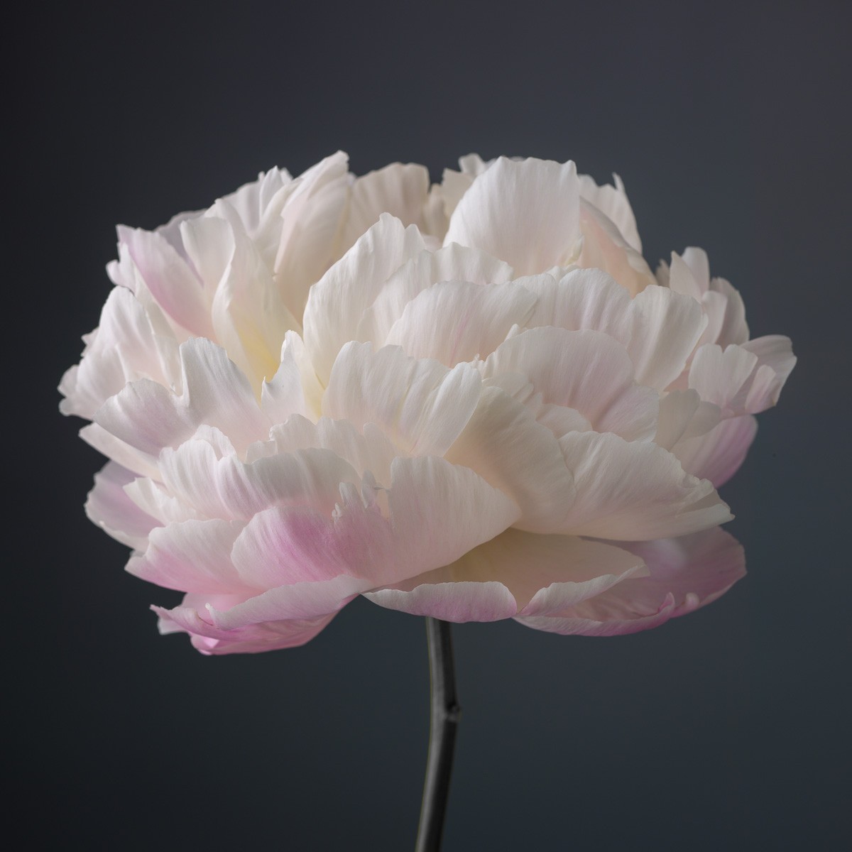 Konfiguration benutzen (Pfingstrose, Blüte, zart, Blütenblätter, Botanik, Blumen, Fotokunst, Nahaufnahme Wunschgröße,  Treppenhaus, Wohnzimmer, weiß/rosa)