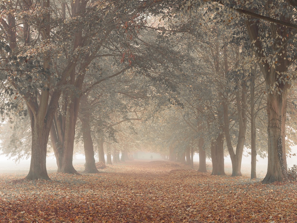 Konfiguration benutzen (Park, Bäume, Herbst, Jahreszeiten, Natur, Parkweg, Weg, Einsamkeit, Wunschgröße, Fotokunst, Wohnzimmer, Treppenhaus,  bunt)