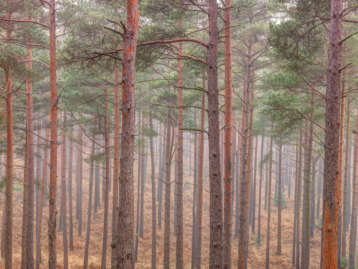 Konfiguration benutzen (Wald, Bäume, Nadelbäume, Natur,  Baumstämme, Wunschgröße, Fotokunst, Wohnzimmer, Treppenhaus,  bunt)