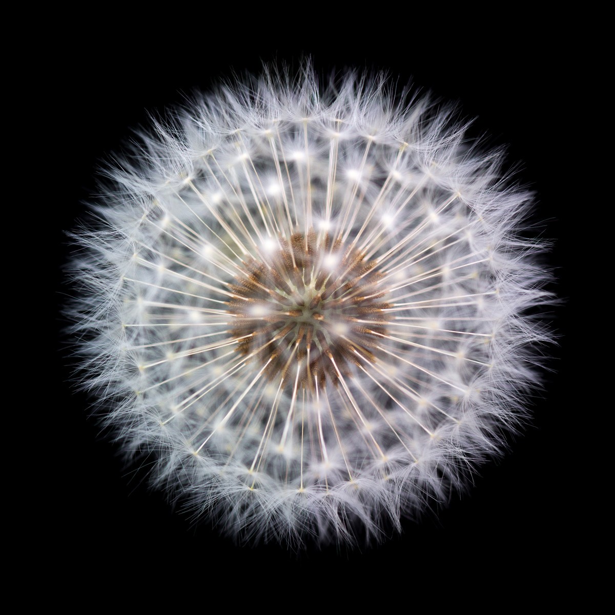 Konfiguration benutzen (Samen, Blumensamen, Pusteblumen, Löwenzahn, Fotokunst, Nahaufnahme, Aufsicht, Treppenhaus, Wohnzimmer, Büro, Wunschgröße, schwarz/bunt)