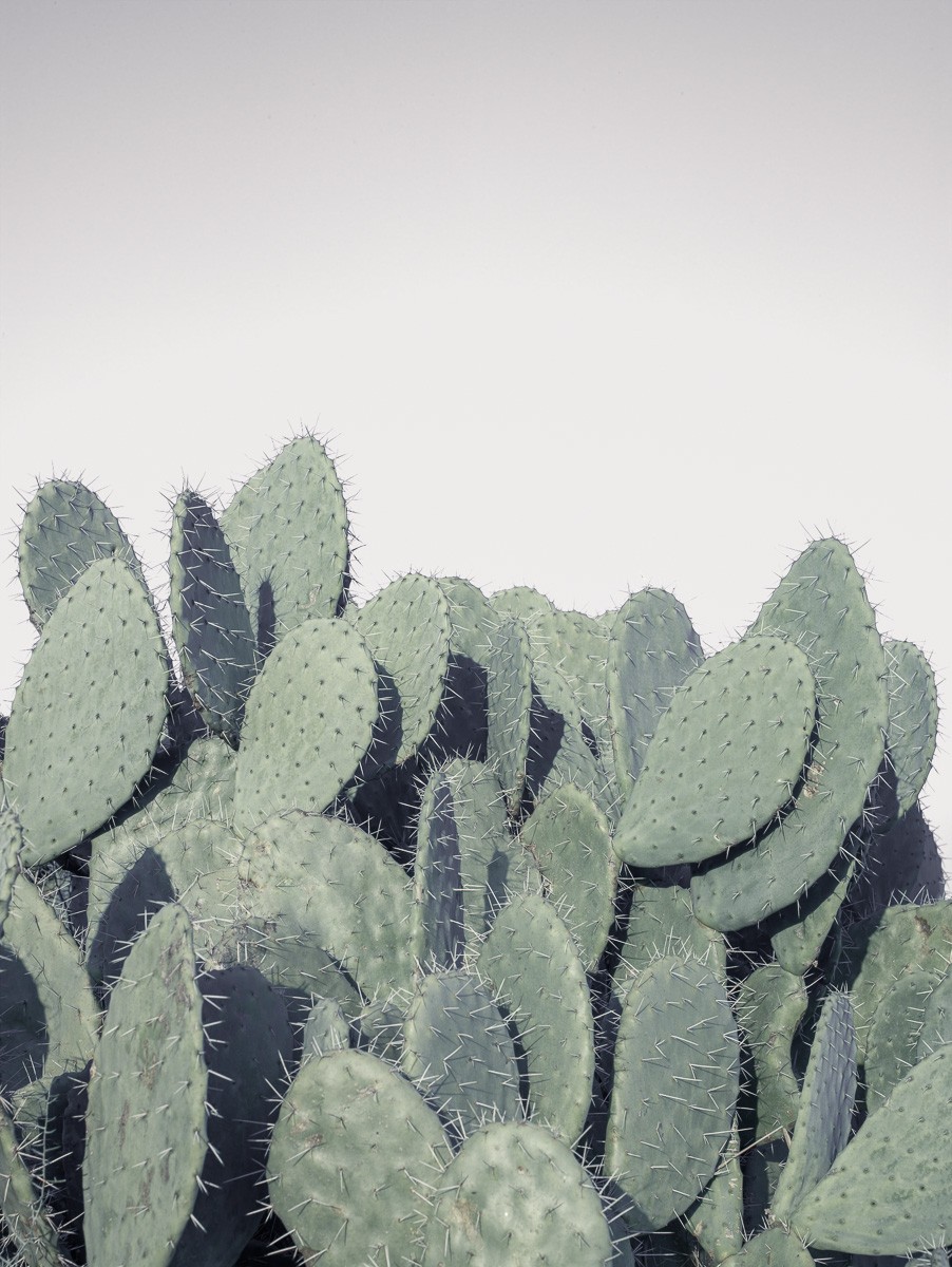 Konfiguration benutzen (Opuntie, Kaktus, Feigenkaktus, Kaktusohren, Botanik, Fotografie, Nahaufnahme, Treppenhaus, Wohnzimmer,  Wunschgröße, grün)