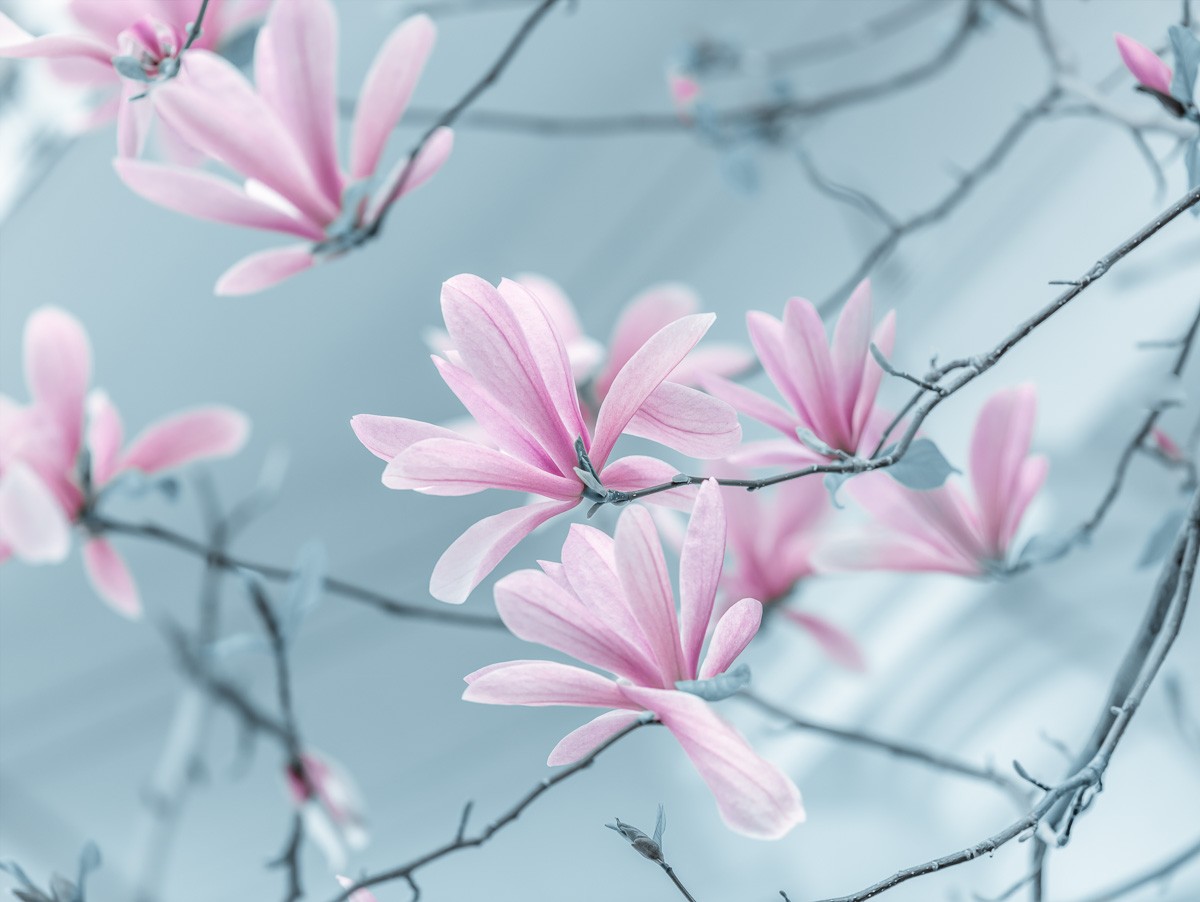 Konfiguration benutzen (Blüten, Blütenzweige, Frühling, Magnolienblüten, Nahaufnahme, Fotokunst, Wunbschgröße, Wohnzimmer, Schlafzimmer, Treppenhaus, bunt)