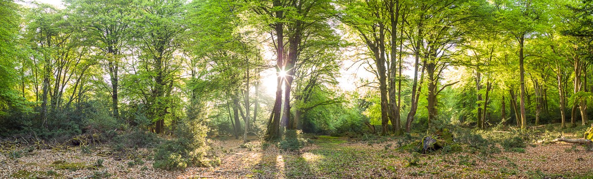 Konfiguration benutzen (Landschaft, Wald, Bäume, Sonnenstrahlen, Natur, Bäume, Idylle, Fotokunst, Wunschgröße,  Wohnzimmer, Treppenhaus, bunt)