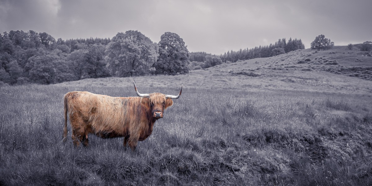 Konfiguration benutzen (Rind, Hochlandrind, Schottisch, Tier, Nutztier, Hörner, Landschaft, Wiese, Fotokunst, Wunschgröße, Colorspot, Wohnzimmer, Küche, Esszimmer, schwarz/weiß, braun)