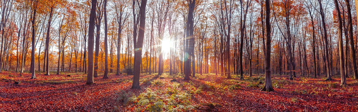 Konfiguration benutzen (Wald, Bäume, Herbst, Natur, Sonnenlicht, Sonnenstrahlen, Wunschgröße, Fotokunst, Wohnzimmer, Treppenhaus,  bunt)